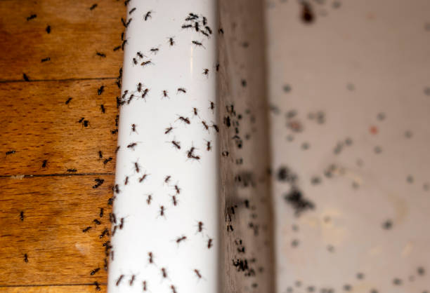 Best Wasp Removal Services  in Cool Valley, MO