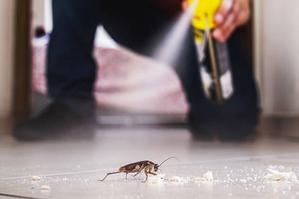 Best Insect Control  in Cool Valley, MO